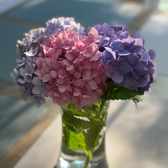 Meet your Posher, Rhea - Picture 1 of 2